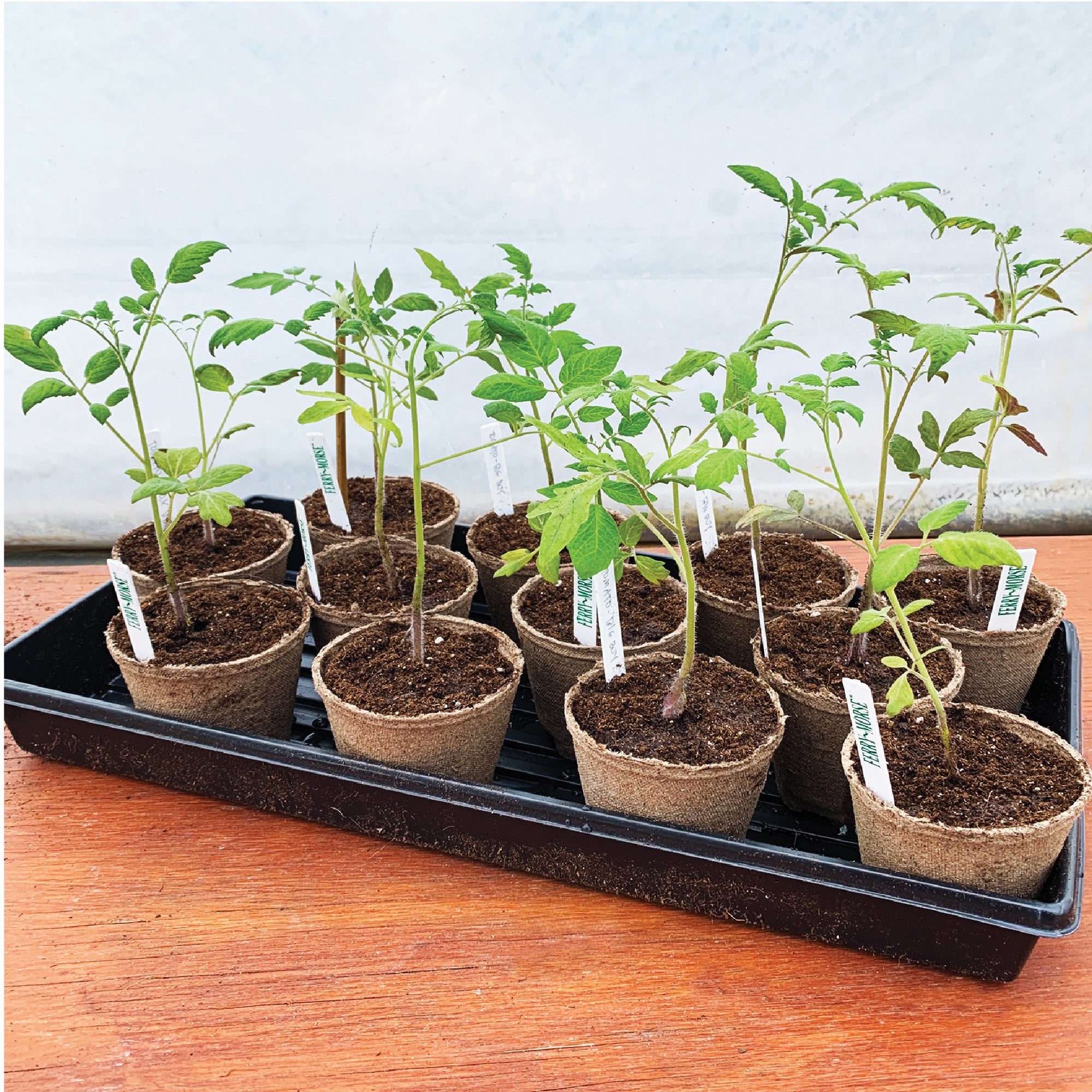 A black watertight plastic plant tray with a geometric pattern, designed for seed starting.